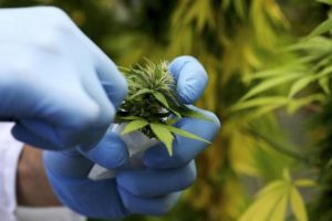 Cannabis, Alternativa Libera: Nessun emendamento per rapida approvazione pdl